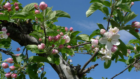 Apple blossom time - fruit-trees, trees, flowering, blue sky, apples, spring, blossoms, leaves, flowers