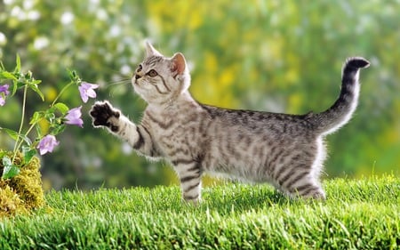 cute cat - flowers, green, cute, grass, cat