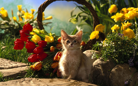 cute cat - flowers, cute, cat, beautiful