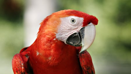 red parrot - bird, birds, parrot, red