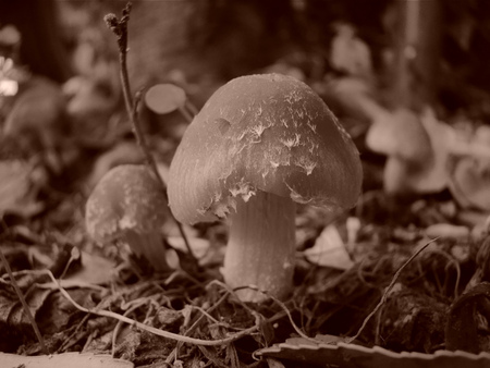 Mushroom (Sepia) - nature, mushroom, photography