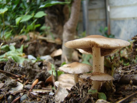 Mushrooms - nature, mushroom, photography