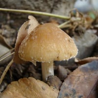 Mushrooms (Vertical)