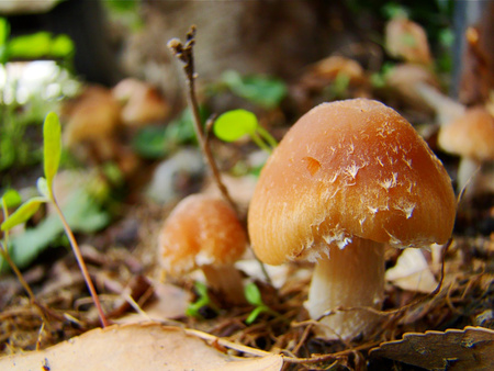 Mushrooms - nature, mushroom, photography