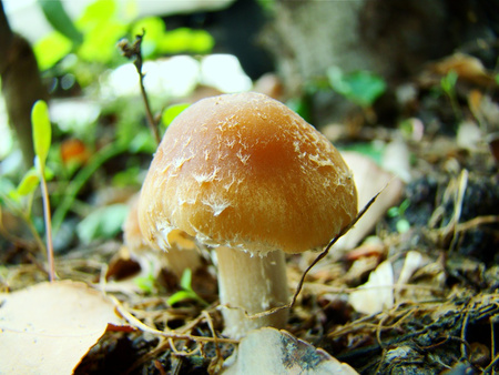 Mushroom - nature, mushroom, photography