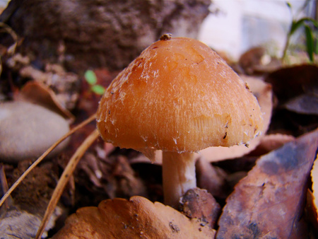 Mushroom - nature, mushroom, photography