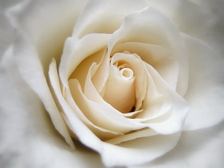 Speacil. jpg - lovely, white, rose, romantic