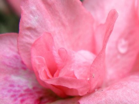 Dewdrops. jpg - fragi, flowers, petals, pink