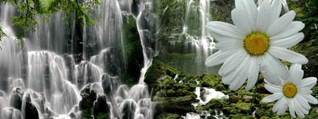 Waterfalldaisy. jpg - waterfall, mountins, nature, daisy