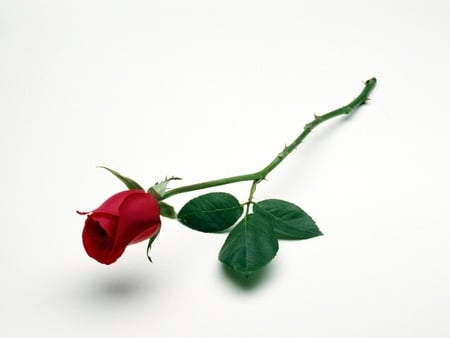 Rosebud. jpg - single, one, longstemmed, rose, flower