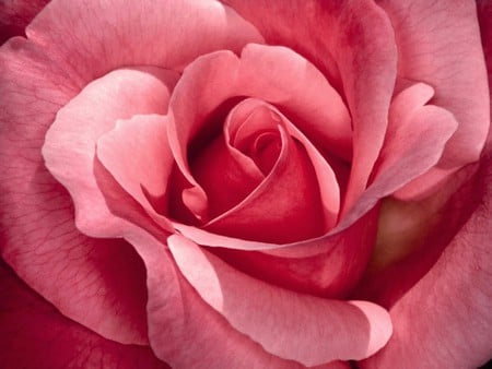 CLOSEUP OF PINK ROSE - gorgeous, of, beautiful, rose, pink, closeup