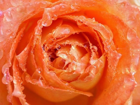 ORANGE,COLORED ROS - beautiful, gorgeous, orange rose