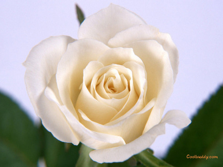 CLOSE UP OF WHITE ROSE,IN BETWEEN GREEN LEAVES - beautiful, white, lovely rose, gorgeous