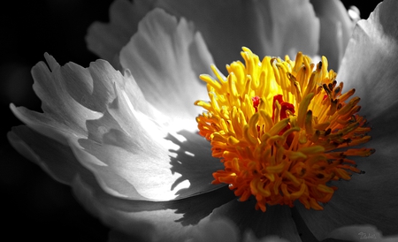 Misunderstood - flower, light, nature, filtered