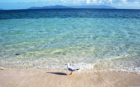 turquoise ocean - water, beach, gull, turquoise, ocean, sand