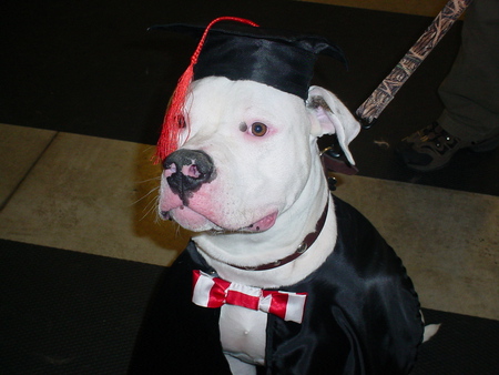 Angus Graduates ! - american bulldog, white, dogs, animals