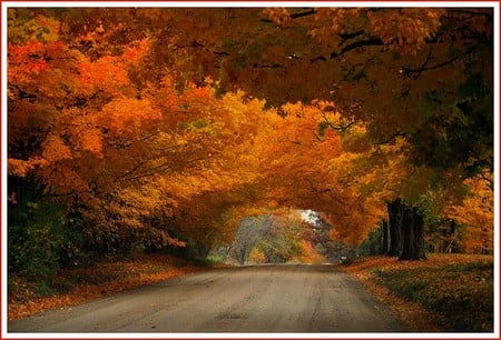 Autumn Trees - picture, cool, autumn trees