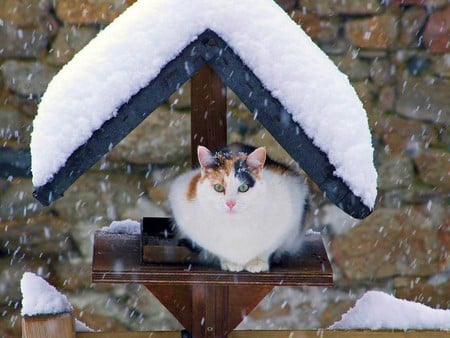 Cat in Winter