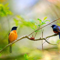 Beautiful Birds