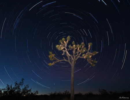 Joshua Tree star circle