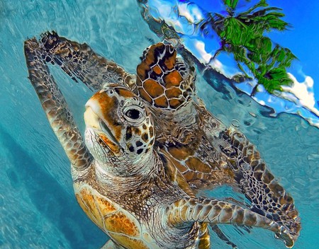 Turtles in Sea - turtles in sea, picture, cool