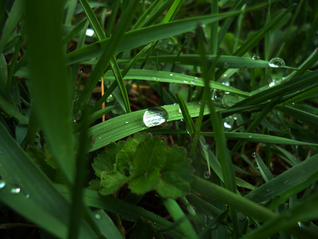 raindrop in the grass - nature, green