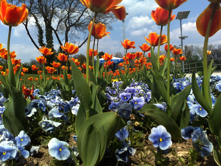 Tulips - flowers, tulips