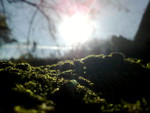 moss in the sun