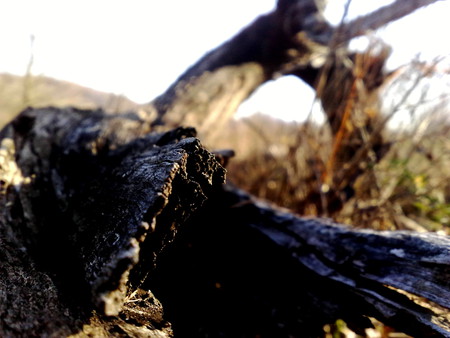 really old tree - old, tree, nature