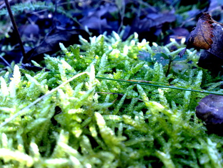 ultra green moss - moss, green, grass