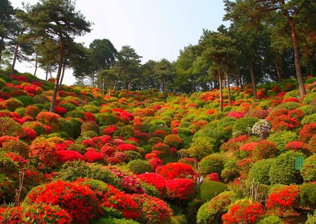 Beautiful View - beautiful, view, flowers in field, picture