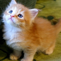 SWEET KITTY