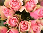 pink roses