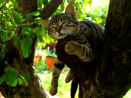 RELAXING WEEKEND - sleeps, branch, relaxing, tree, cat