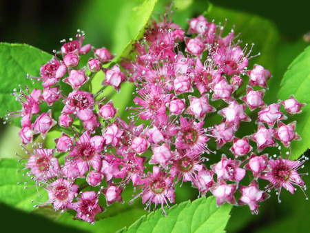 Pink flowers - flowers, nature, spring, pink, blooming