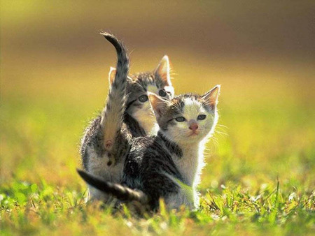 Curious Kittens - cat, animals, cats, kittens, animal, babies, grass