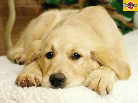 Thinking Puppy - dogs, thinking, golden retriever