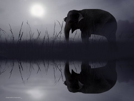 elephants - in dark night, elephants