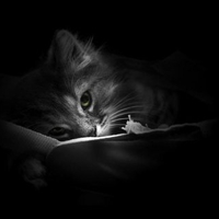 the cat 