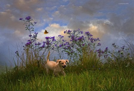 the cute dog - dog, morning