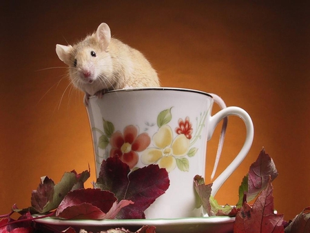 Mouse coming out from a cup - cats, animals