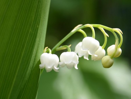 beautiful flower - white, nature, beautiful, green, flower