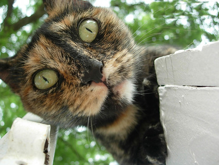 i see u!!!! - cats, animals