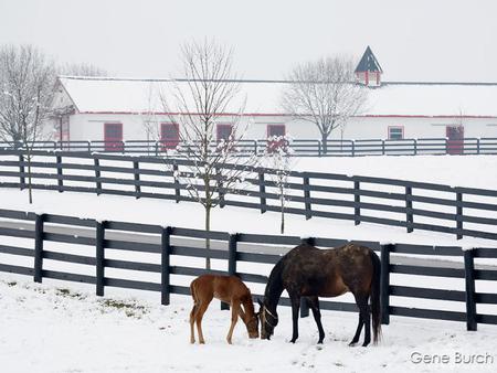 A snowy morning - awesome, horse, foal, mare