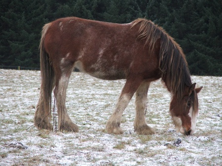 snowy clydesdale - clydesdale, lonley, awesome, snowy, cute, cool, horse