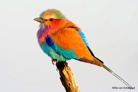 Colorfull Bird - bird, picture, colorfull, beautiful