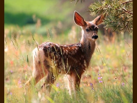 Little Deer - little deer, picture, cool