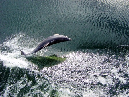 Dolphin - dolphin, cool, picture