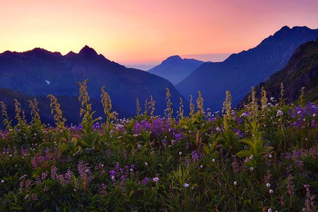 Wild Flowers - picture, beautiful, wild flowers