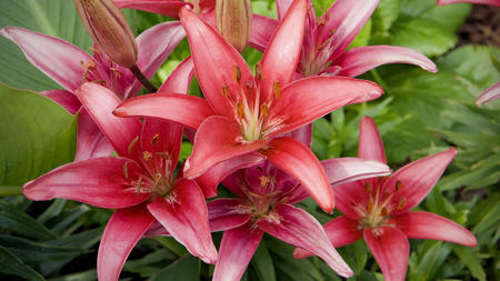 beautiful flowers - bouquet, flowers, beautiful